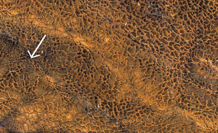 Alt werdender Fruchtk&ouml;rper eines Hausschwammes