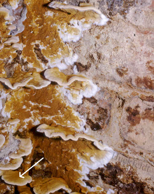 Wachsende, pileate Fruchtk&ouml;rper eines Hausschwammes