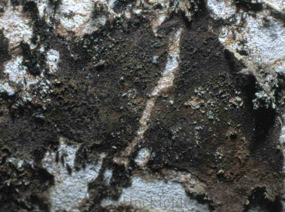 Sehr alter Fruchtk&ouml;rper des Hausschwammes