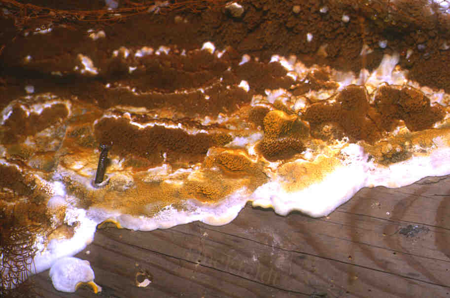 Wachsende Fruchtk&ouml;rper eines Hausschwammes