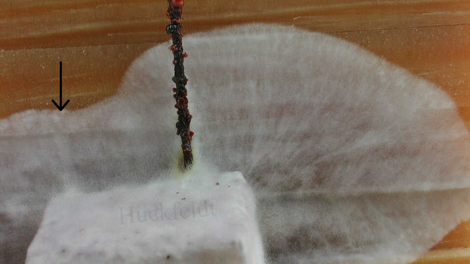 Mycel des Hausschwammes besiedelt die Holzoberf