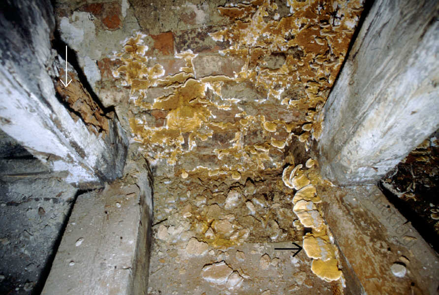 Befallsbild eines Hausschwammes in einem Dachstuhl