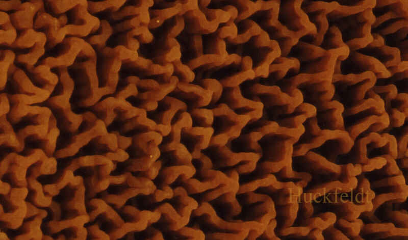 Aufsicht auf das Hymenium des Hausschwammes