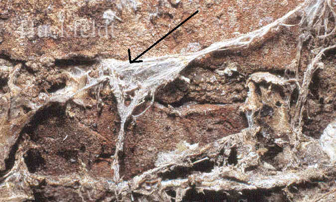 wachsendes Str&auml;nge des Hausschwammes