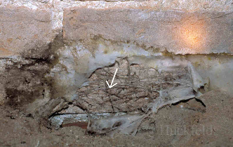 wachsende Str&auml;nge des Hausschwammes mit Zwischenmycel