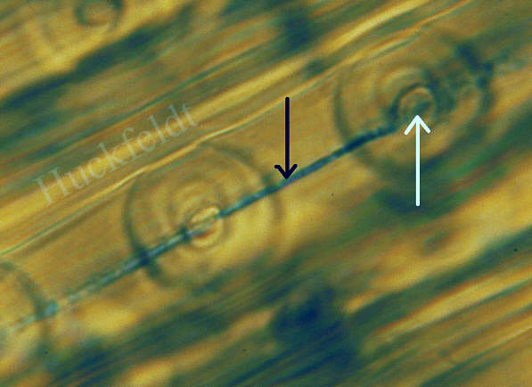 Substrathyphen des Echten Hausschwammes