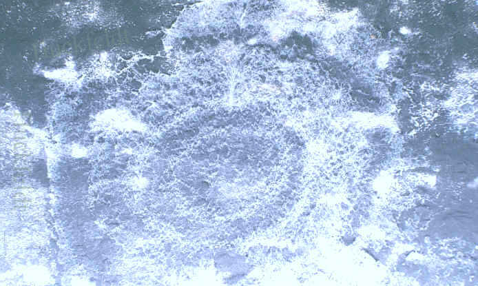 Schimmelpilze an einer Tapete - zur&uuml;ck zum Text