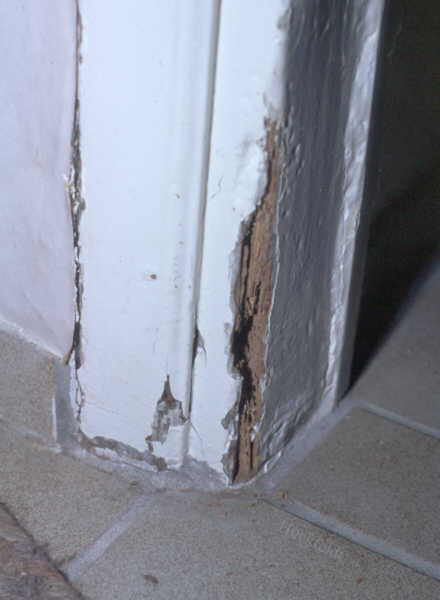 Befallener Türrahmen